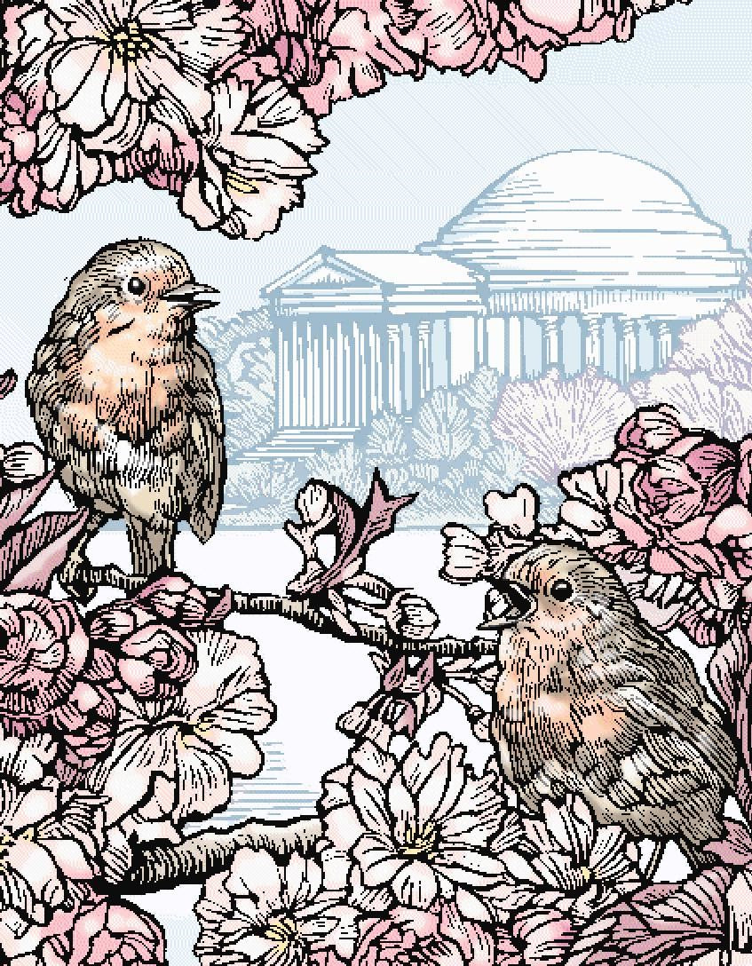 Cherry Blossom Robins at the Jefferson Memorial