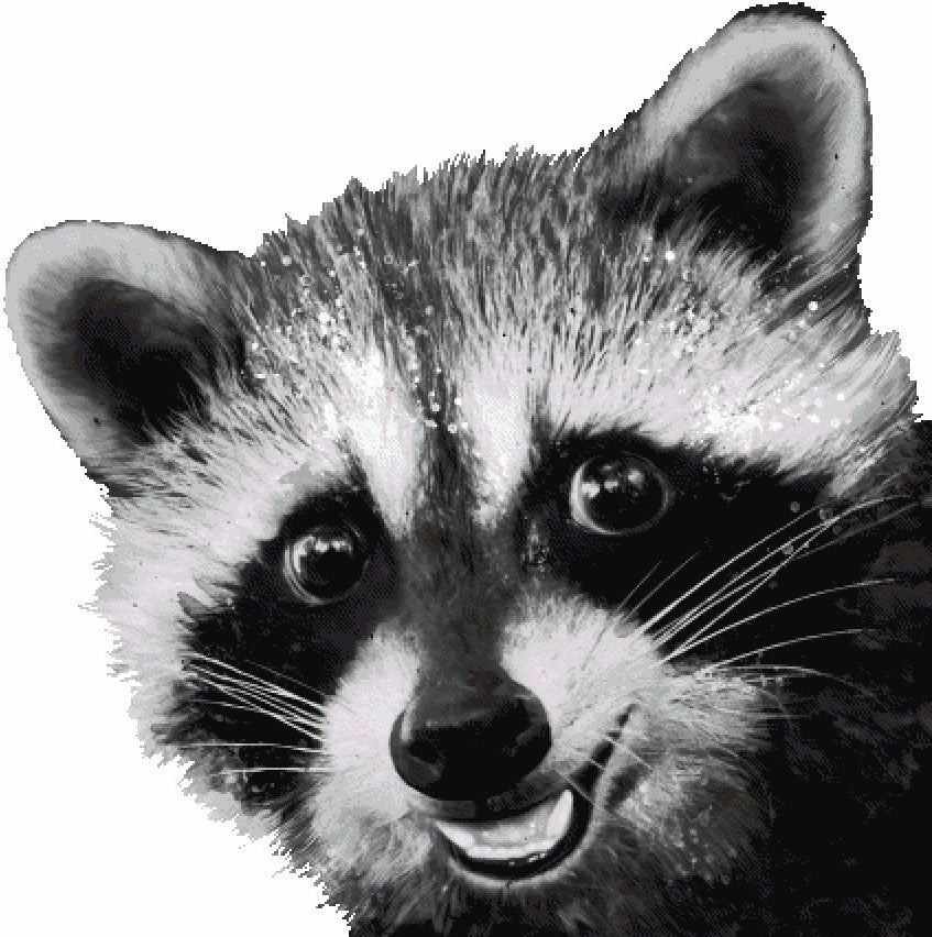 Raccoon