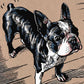 Boston Terrier