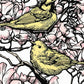 Hooded Warbler in Dogwood