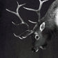 Elk and Rabbit