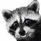 Raccoon MINI