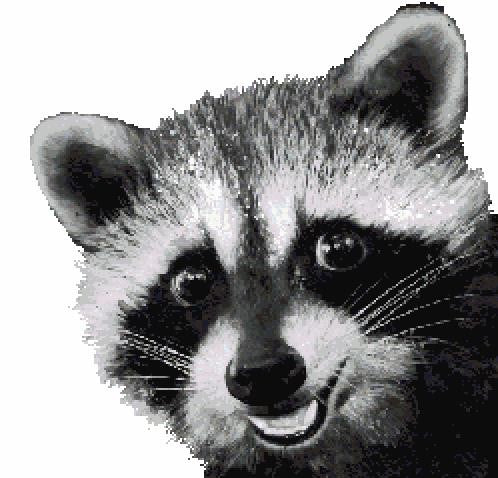 Raccoon MINI