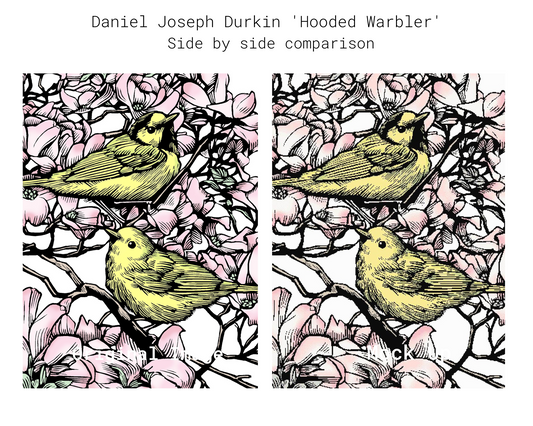 Hooded Warbler in Dogwood