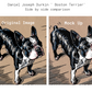 Boston Terrier