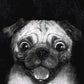 Snuggle Pug MINI