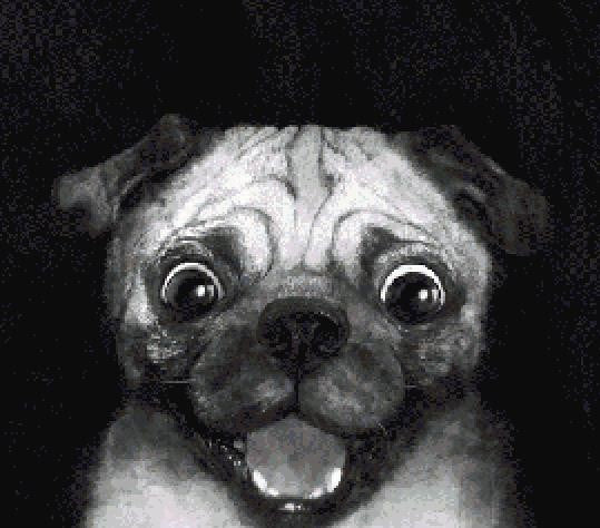 Snuggle Pug MINI
