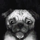 Snuggle Pug