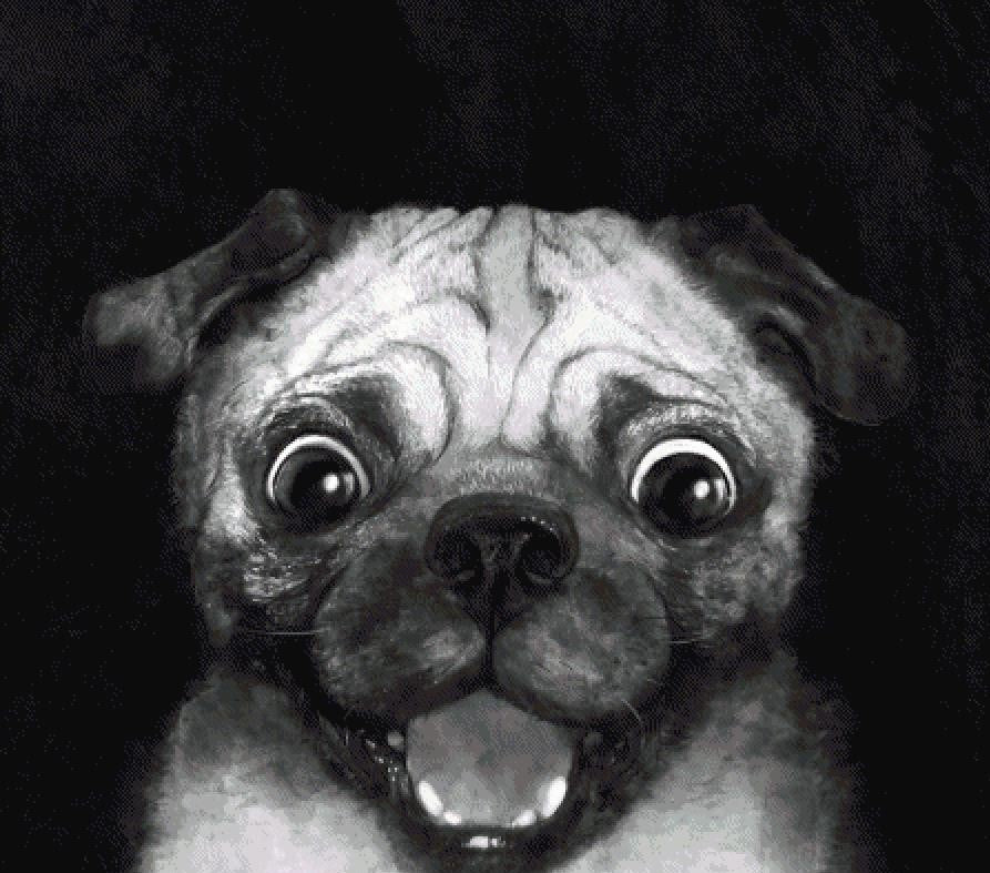 Snuggle Pug