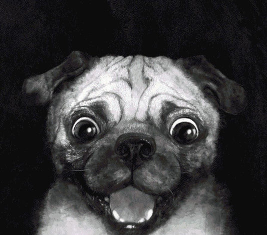 Snuggle Pug