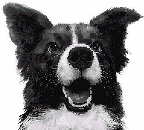 Who's A Good Boy? MINI