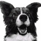 Who's A Good Boy?